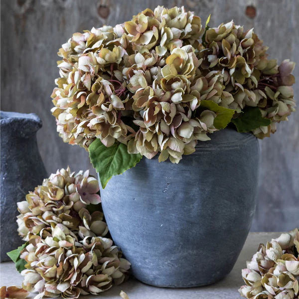 Hydrangea Dusk