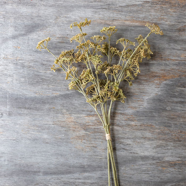 Meadow Sedge