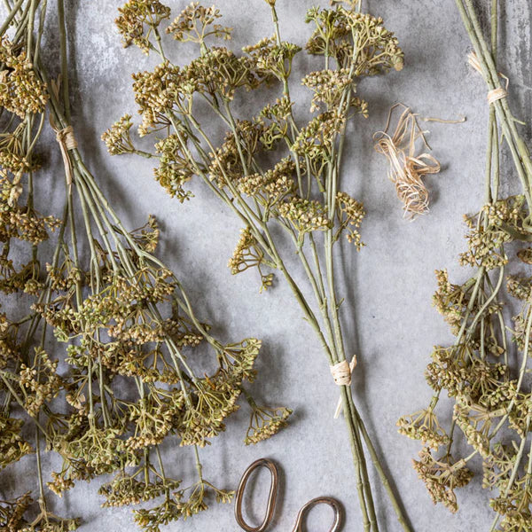 Meadow Sedge