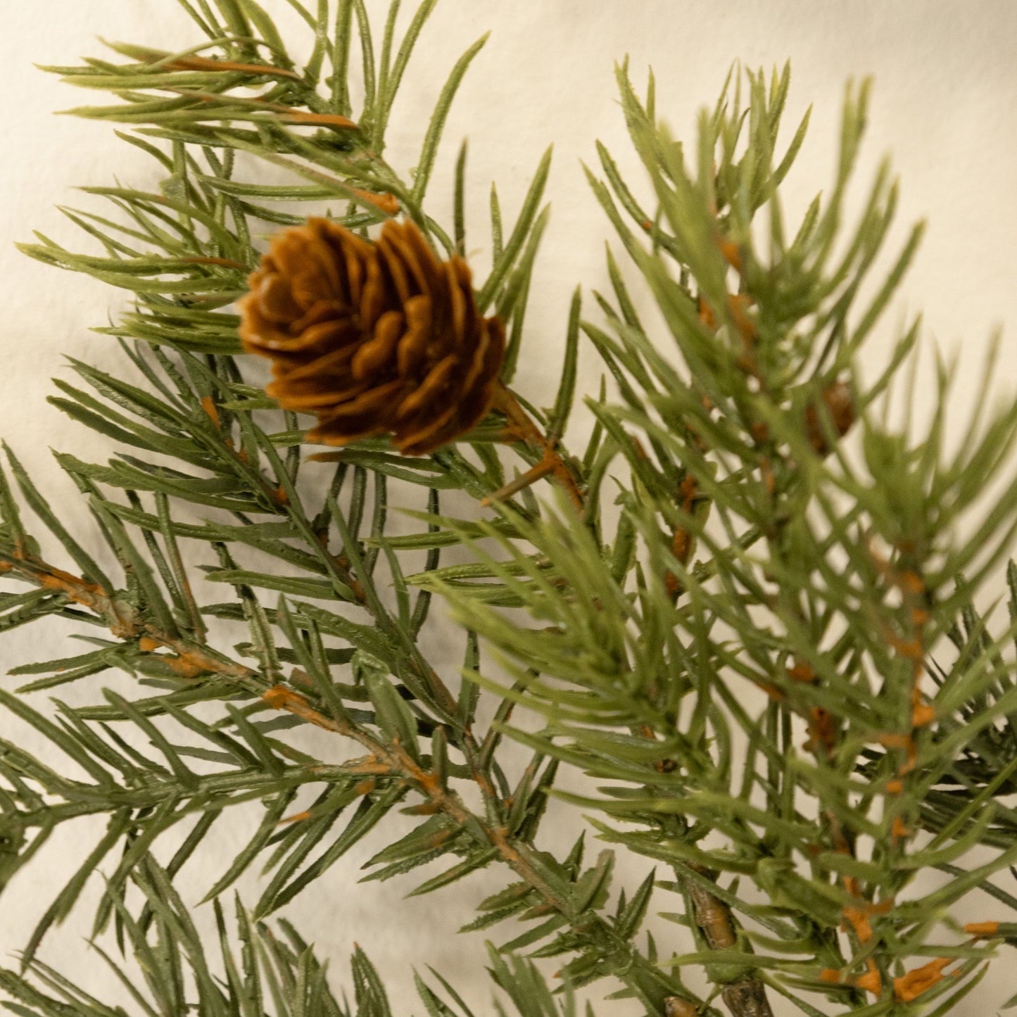 Angel Pine Spray