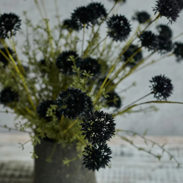 Melaleuca Noir