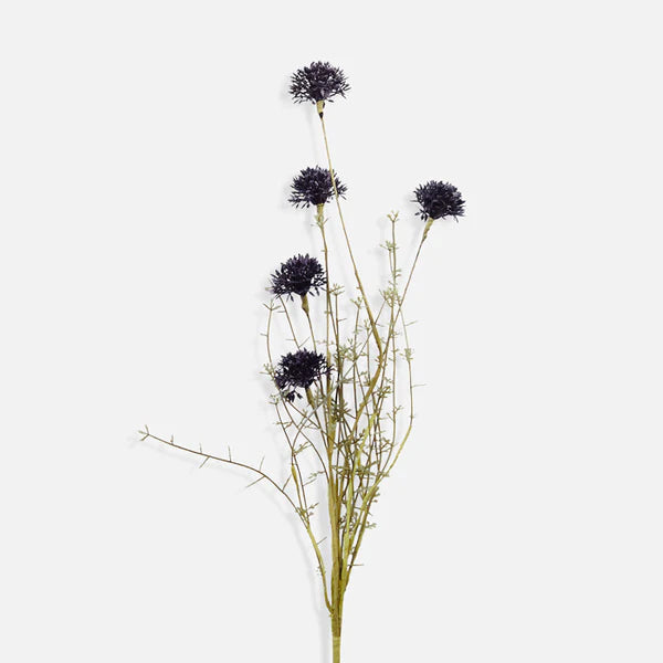 Melaleuca Noir