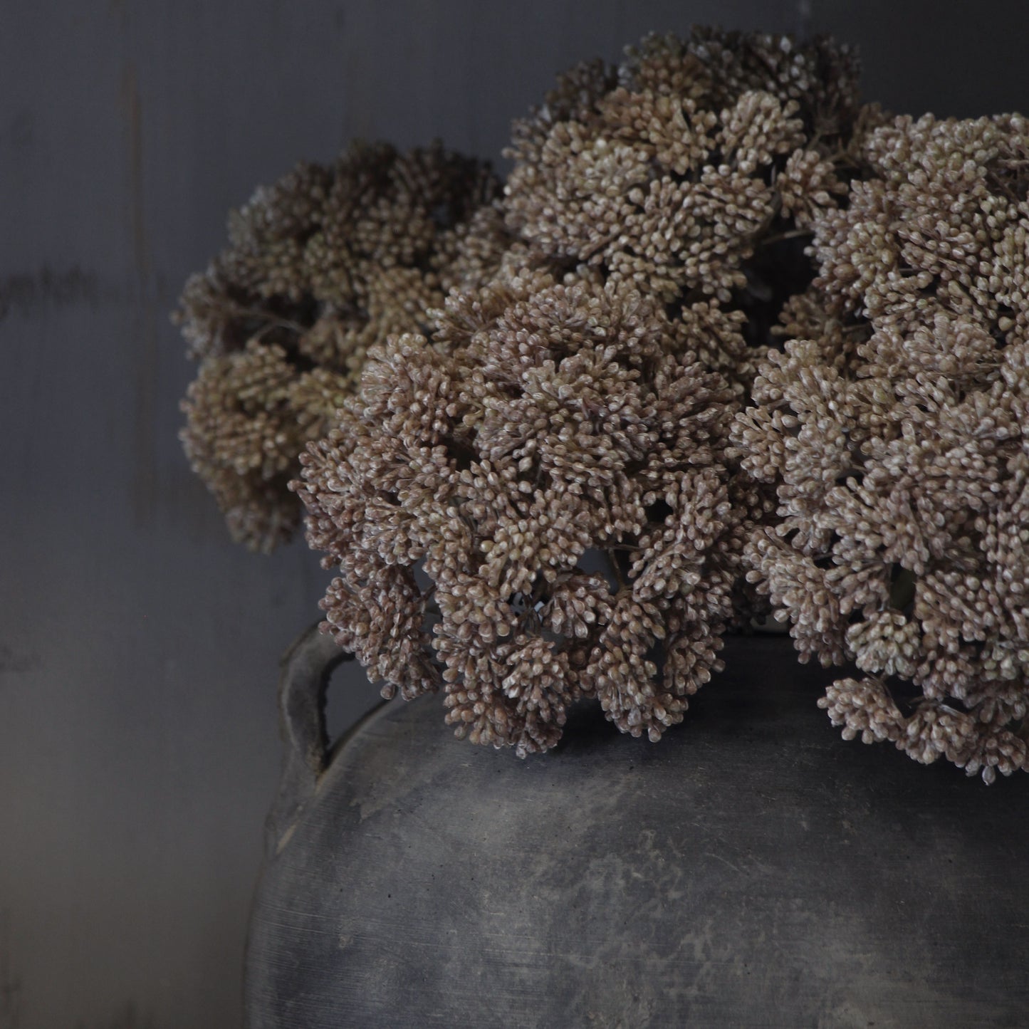 Sedum Cloud Stem