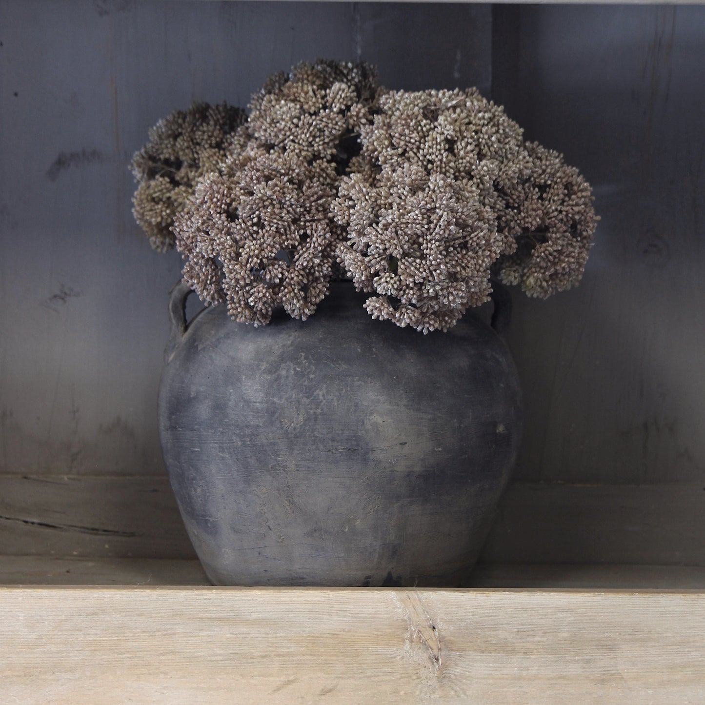 Sedum Cloud Stem