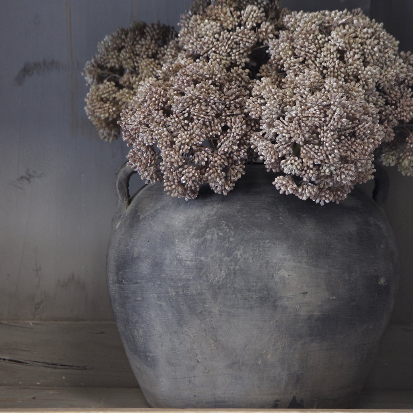 Sedum Cloud Stem