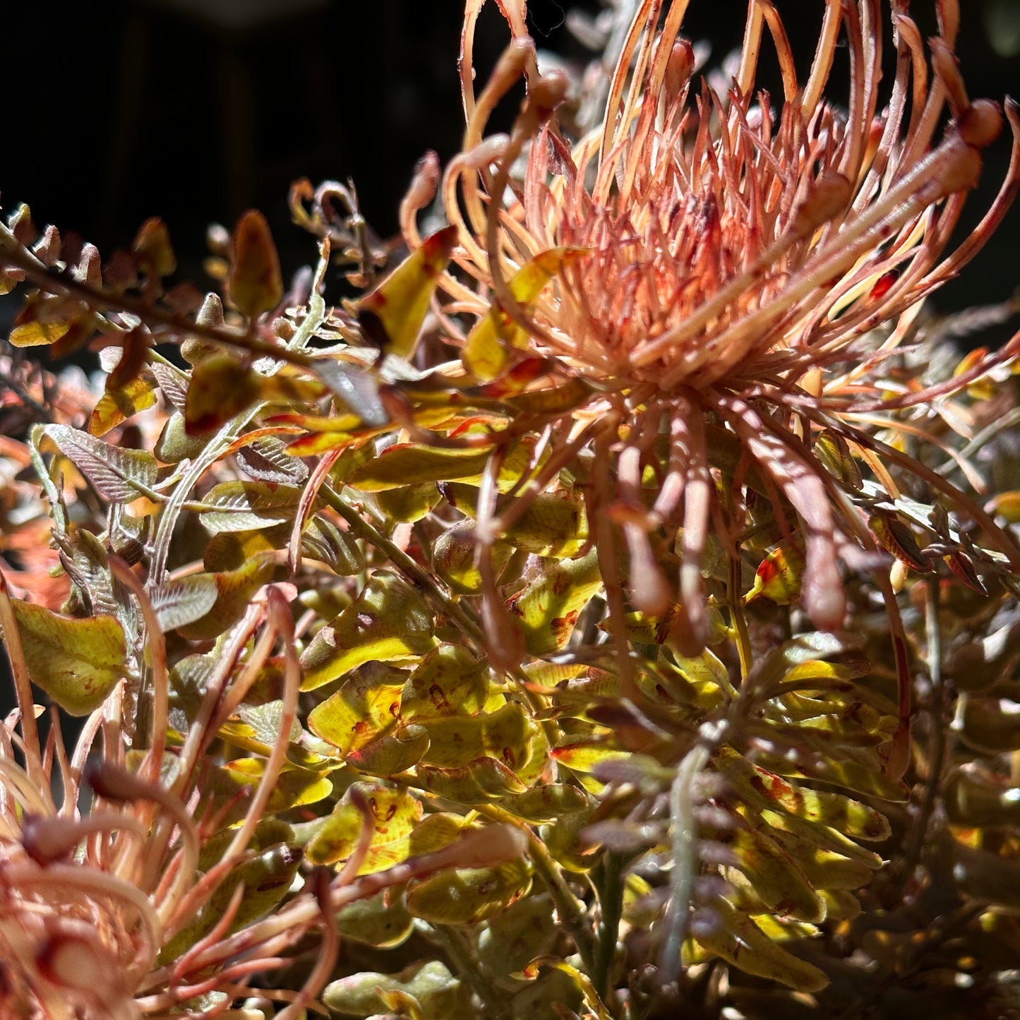 Leucospermum Bush