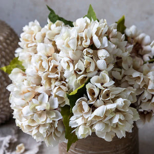 Hydrangea Morning Mist