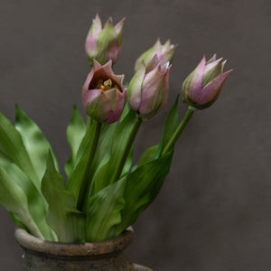 Purple Darwin Tulips