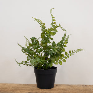 Potted Fern