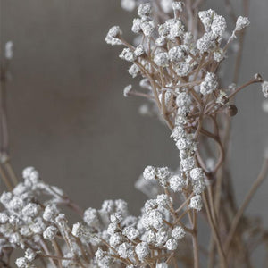 Gypsophila Stem