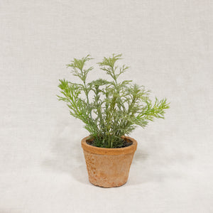 potted chamomile plant Chamomile Potted Plant – HOME & COTTAGES