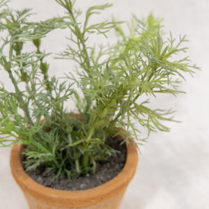 potted chamomile plant Chamomile Potted Plant – HOME & COTTAGES