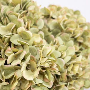 Hydrangea Stem 18"