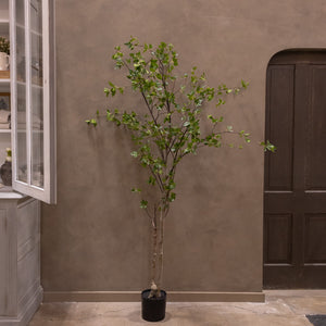 Black Olive Tree