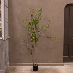 Black Olive Tree