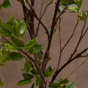 Black Olive Tree